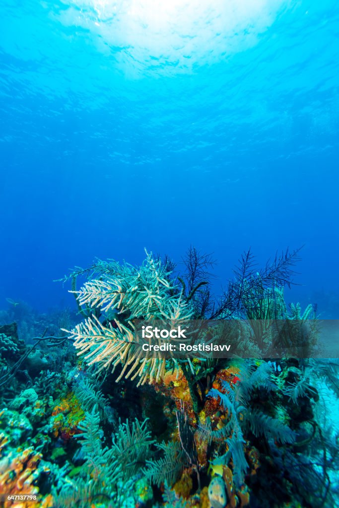 Underwater scene with colorful corals and beautiful sunlight Underwater scene with colorful corals and beautiful sunlight, the Cuban diving Bubble Stock Photo