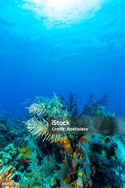 Underwater Scene With Colorful Corals And Beautiful Sunlight Stock Photo - Download Image Now