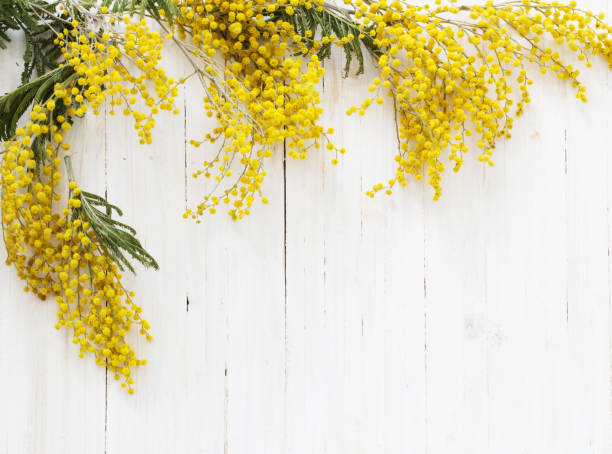 istock Mimosa on white wooden background 647138044