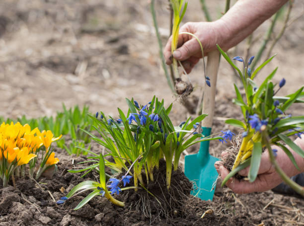 istock Gardener hands planting flowers at garden 647140096
