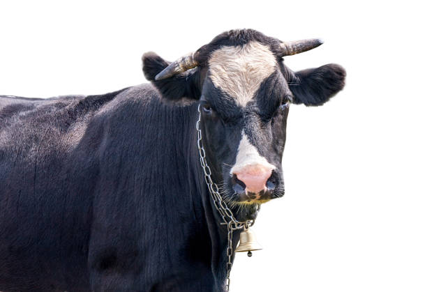 istock cow with a bell on a white background 647141294