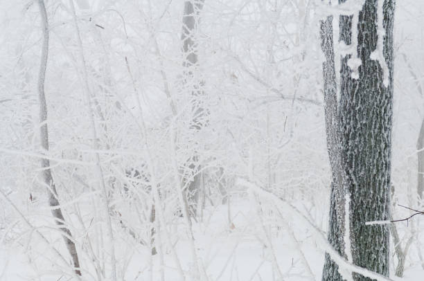 istock Freezing rain covered the trees and surface in a park forest 647144826