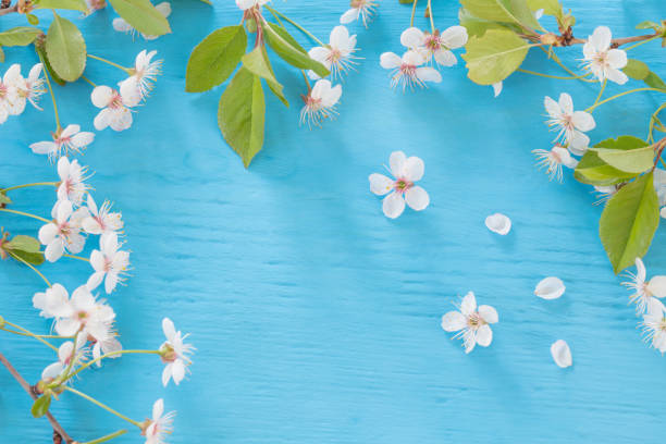istock Bird cherry branch on a wooden background 647145088