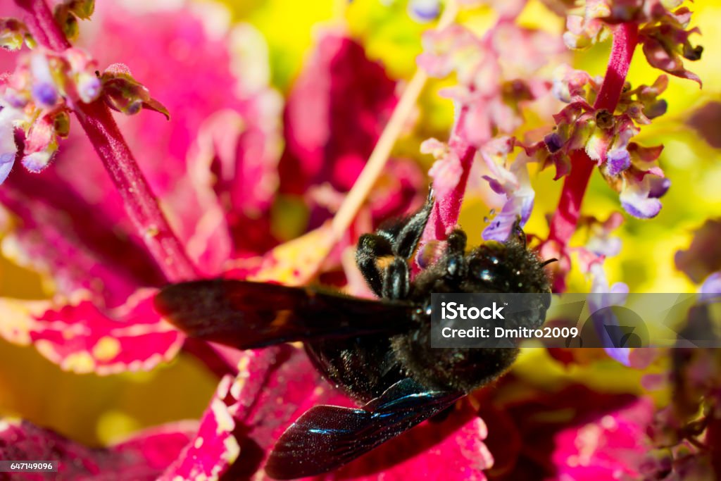 Bumblebee Ant Stock Photo