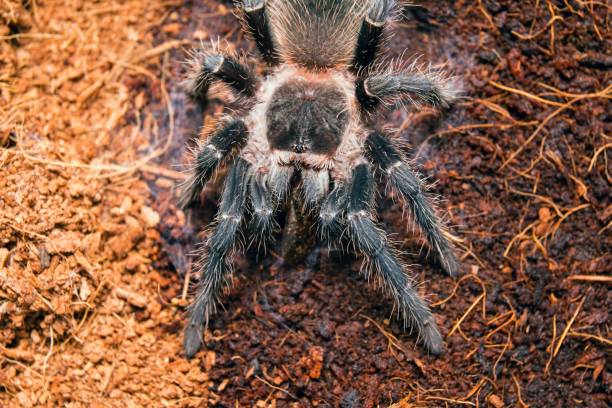 istock Dangerous tarantula spider in a special terrarium. 647150088