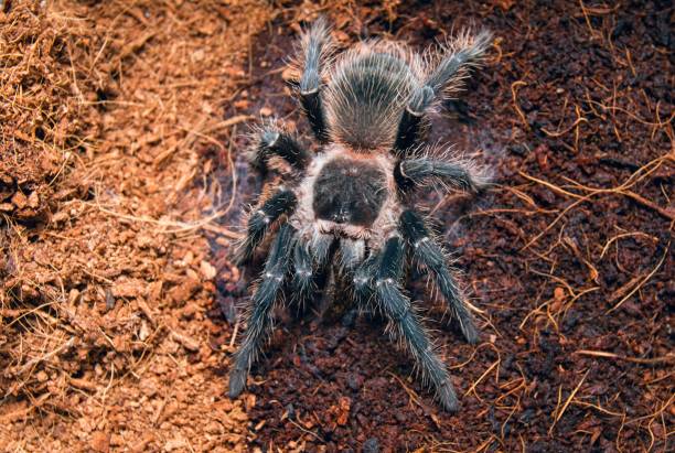 istock Dangerous tarantula spider in a special terrarium. 647150106