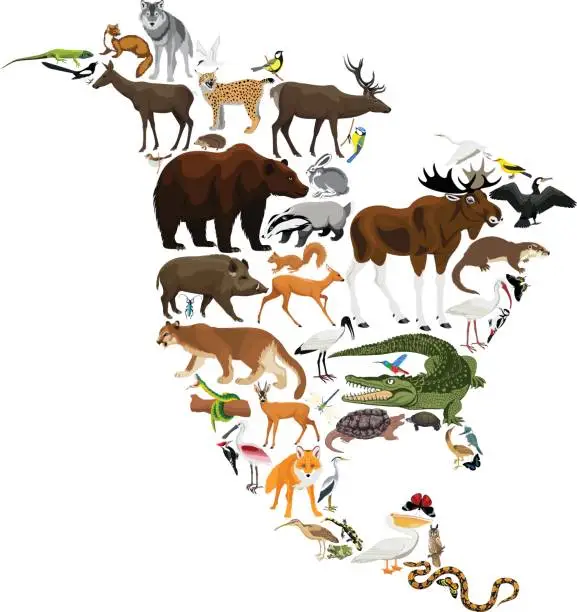 Vector illustration of animals North America - vector illustration