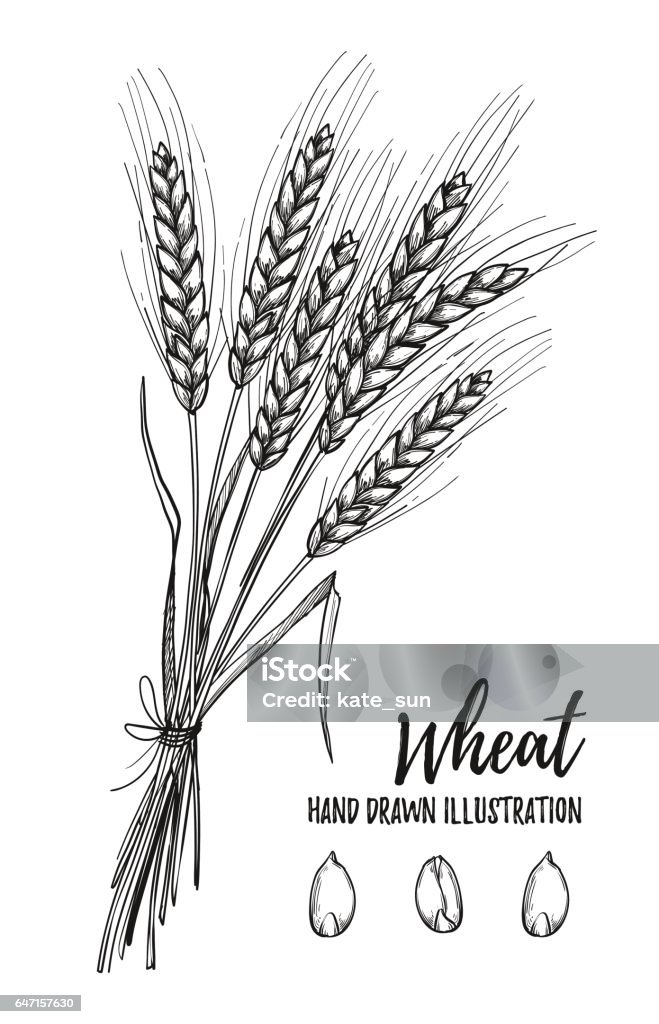 Hand drawn vector illustration - Wheat. Tribal design elements. Perfect for menu, cards, posters, prints, banners Pencil Drawing stock vector