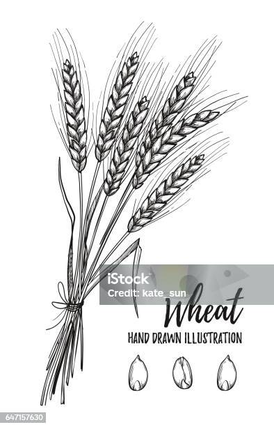 Hand Drawn Vector Illustration Wheat Tribal Design Elements Perfect For Menu Cards Posters Prints Banners Stock Illustration - Download Image Now