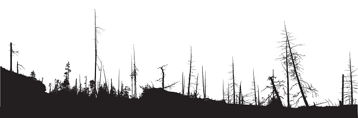 Panoramic view of a burned forest in black and white