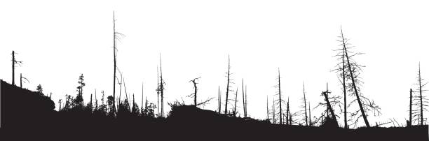 Forest Fire Natural Disaster Panoramic view of a burned forest in black and white forest fire stock illustrations