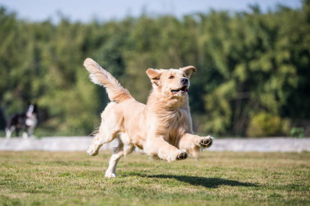 istock Golden retriever playing on the grass 647163952