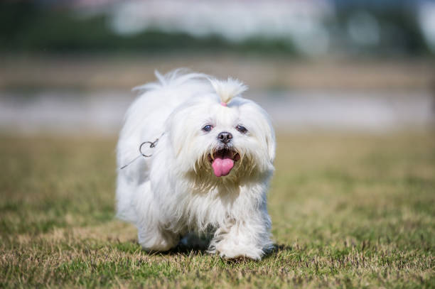 istock The dog ran on the grass 647163970