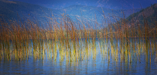 Reeds reflect in the water of a lake in a gorgeous autumn scene