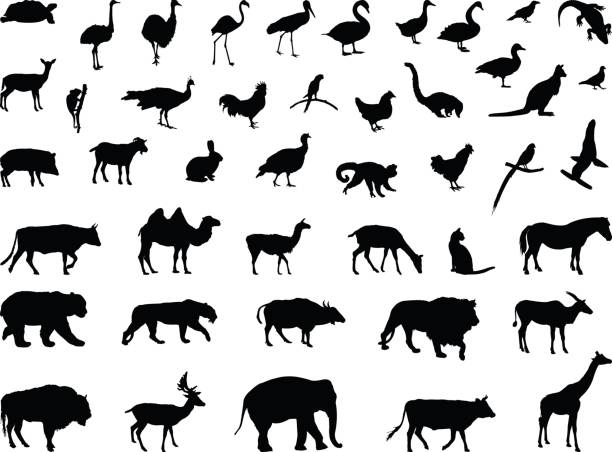 Various animals silhouette vector illustration of various animals silhouette ostrich silhouette stock illustrations