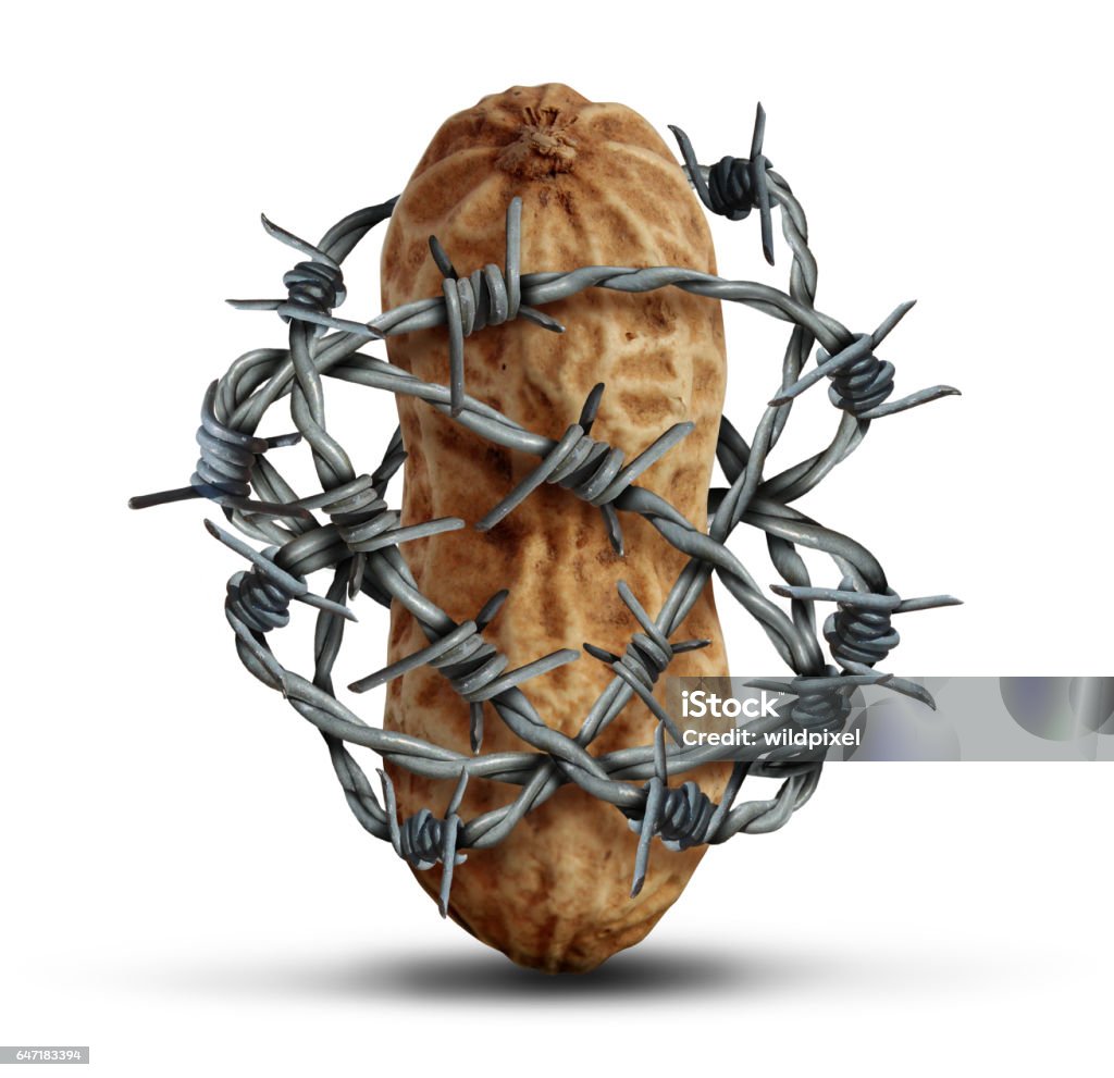 Food Allergy Prevention Food allergy prevention and avoiding nuts and other allergic risk ingredients caution as a peanut wrapped in barbed wire as a symbol for protection and health security in a 3D illustration style on a white background. Allergy Stock Photo