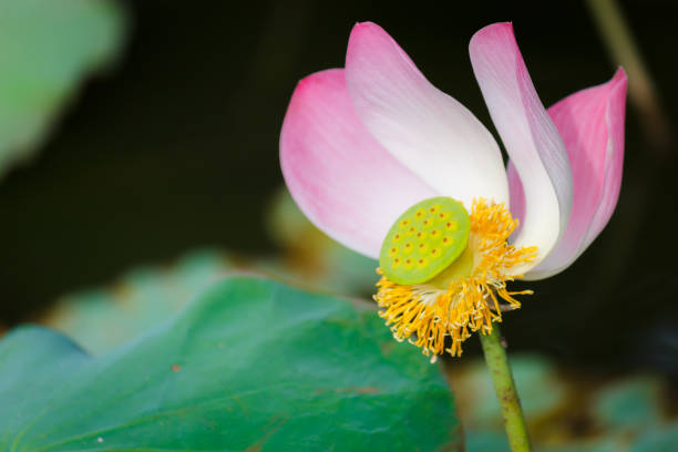 istock Sacred Lotus or Bean of India 647186982