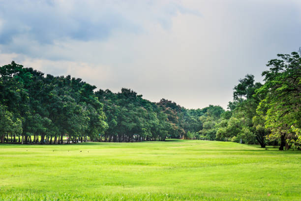 istock Green nature on public park 647187008