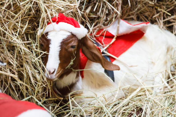 White goat in Christmas or Santa Clus suit
