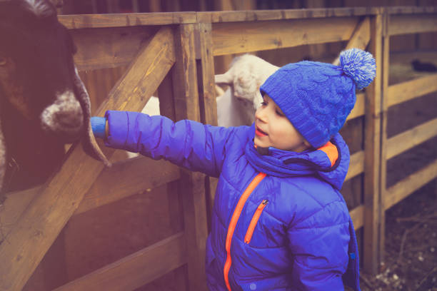 istock little boy feeding sheeps at farm 647187852