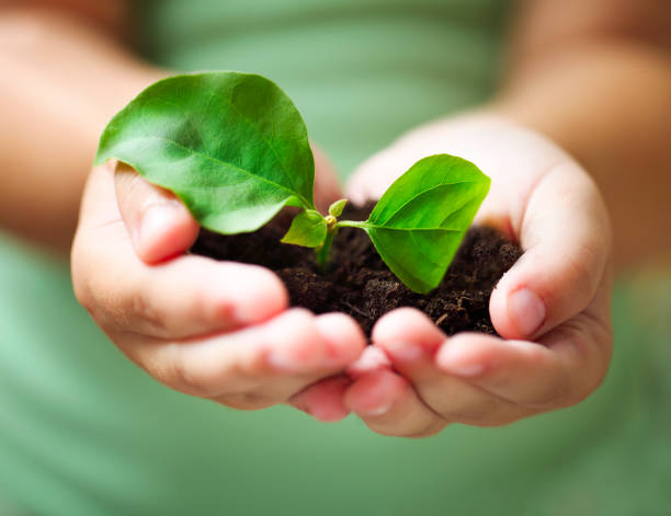 istock Children holding young plant 647188276