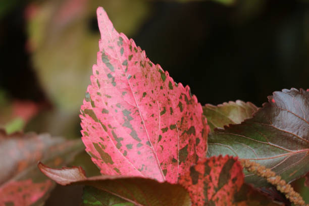 istock Unique Pattern of Vivid Coral Pink with Brown Accent Tropical Plant Leaf 647188664