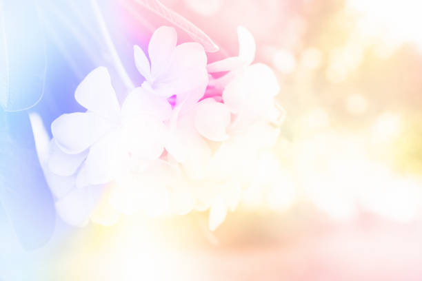 istock plumeria, frangipani flower 647188902