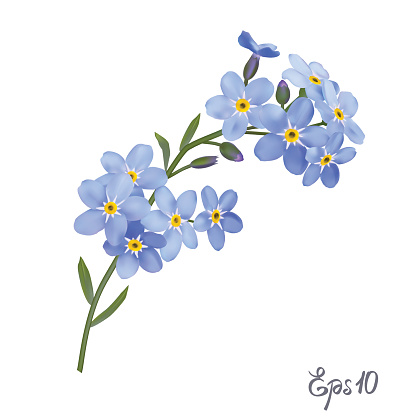 Branch of blue forget-me-not flowers isolated on white background close up. Photo-realistic mesh vector illustration.