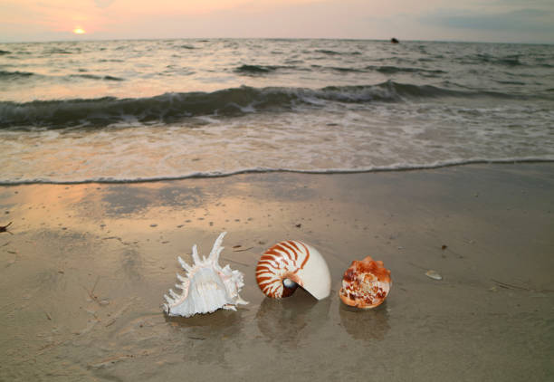 istock Natural seashells on beautiful sunset beach 647191416