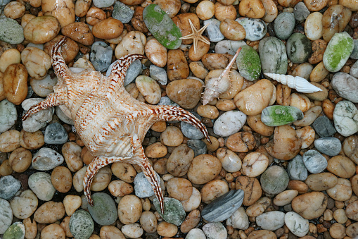 Natural Lambis Chiagra Spider Shell with another small seashells scattered on the pebble stones ground, Background