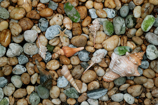 Natural Striped Fox Conch shell with another small seashells scattered on the pebble stones ground, Background