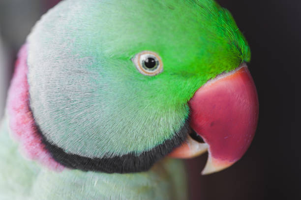 istock Portrait of Ringnecked Parakeet 647192234