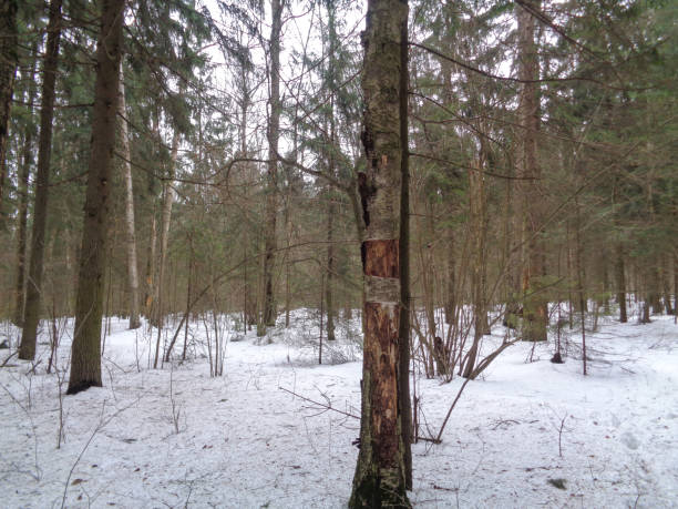 istock Winter forest before the spring. Wild nature of Russia 647196880