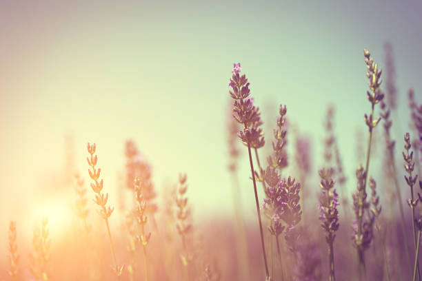 foto vintage del campo de lavanda - summer flower spring sun fotografías e imágenes de stock