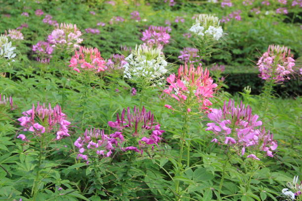 istock Spider flower (Cleome hassleriana) in the garden 647197230