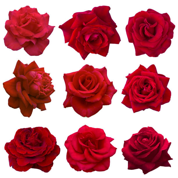 istock collage of red roses 647199484