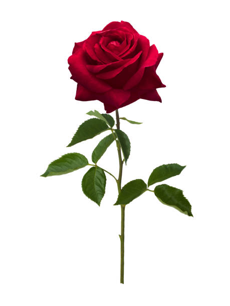 Photo of Dark red rose isolated on white background