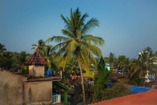 istock Roofs of houses and palm trees 647204236