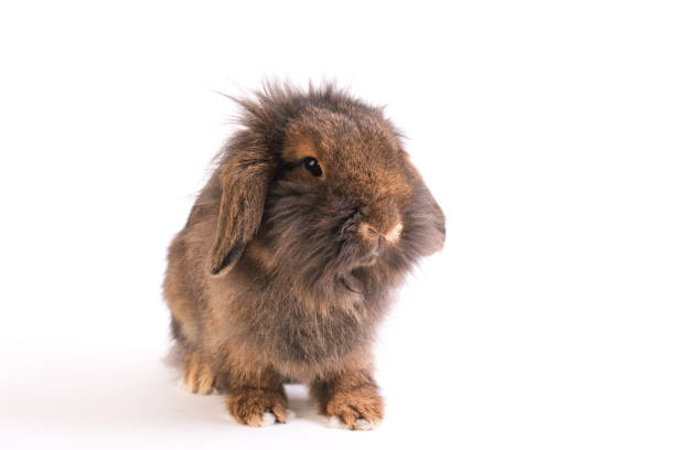 istock Brown French Lop rabbit isolated on white 647204624