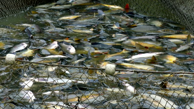Growing and harvesting of fish in the fish farm