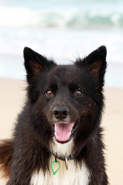 istock Large Black Dog At The Beach Happy Having Fun 647207022