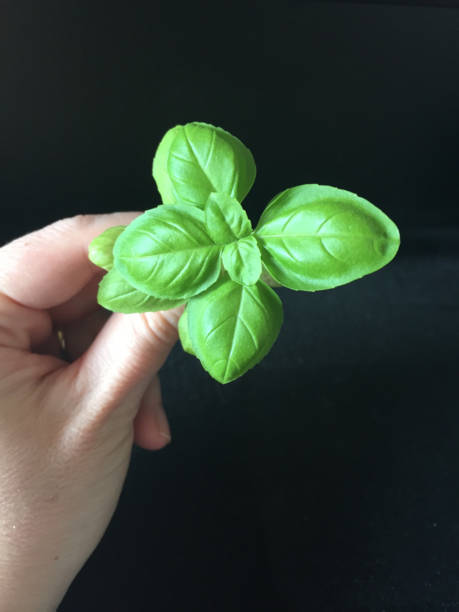 istock Hand holding up basil leaves in black background 647207040