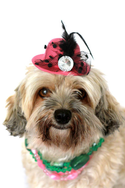istock Dog Wearing Top Hat And Beads Close Up Cute 647209910