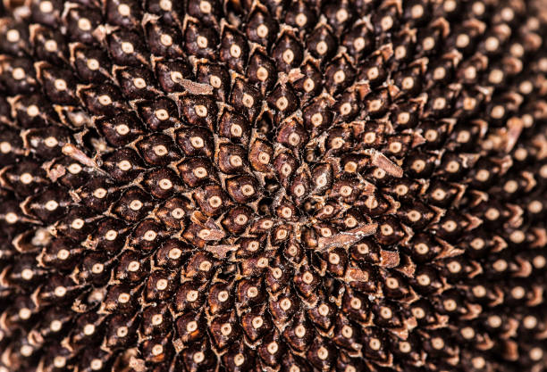 istock Dry sunflower plant close up 647211464