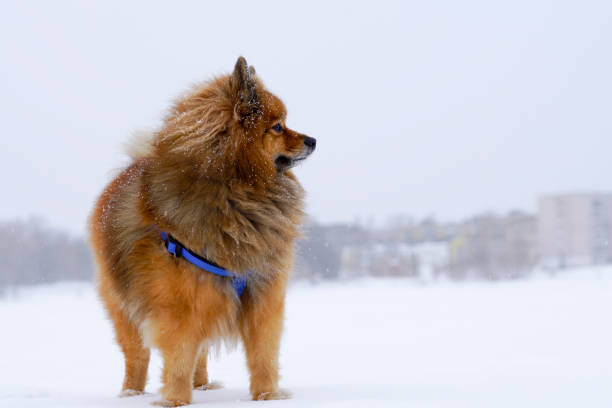 cagnolino seduto sulla razza di neve bianca spitz tedesco, primo piano - keeshond foto e immagini stock