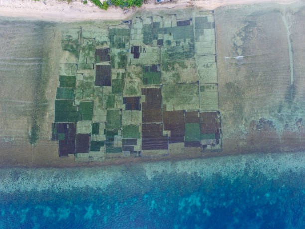 veduta aerea dell'allevamento di alghe - algae agriculture nusa lembongan water foto e immagini stock