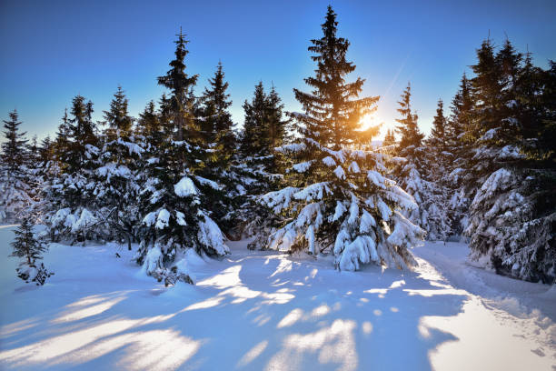 istock Winter landscape in forest with snow covered trees 647218776