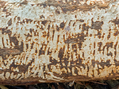 Location: Middle Franconia, Bavaria, Germany. Tree damage and feeding traces of the European Beaver. A tree trunk shows the traces of a beavers nightly activity. These rodents are a protected species in Germany.