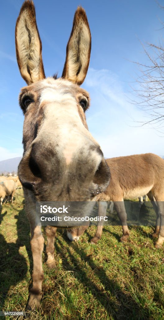 Cute Donkey With Long Ears Stock Photo - Download Image Now - Animal Body  Part, Animal Eye, Animal Head - iStock