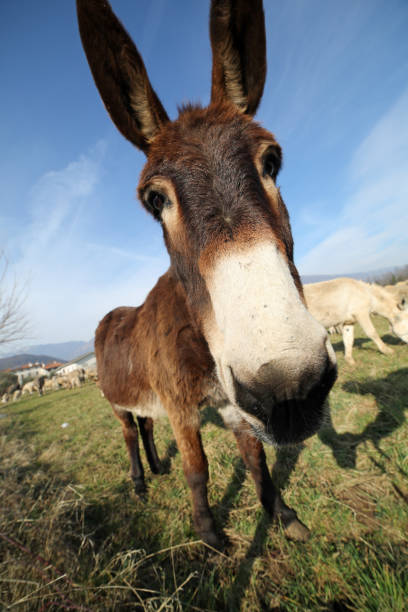 istock funny brown donkey with long ears 647221398